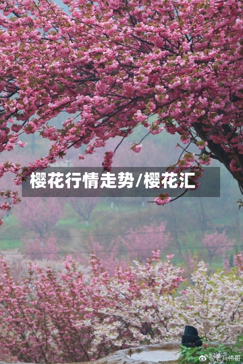 樱花行情走势/樱花汇