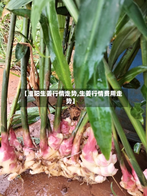 【淮阳生姜行情走势,生姜行情费用走势】