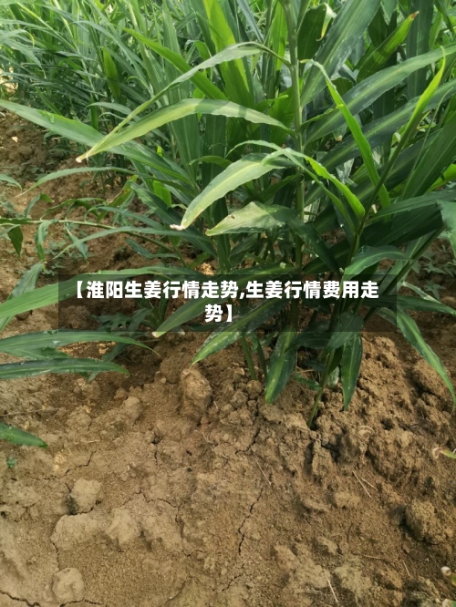 【淮阳生姜行情走势,生姜行情费用走势】