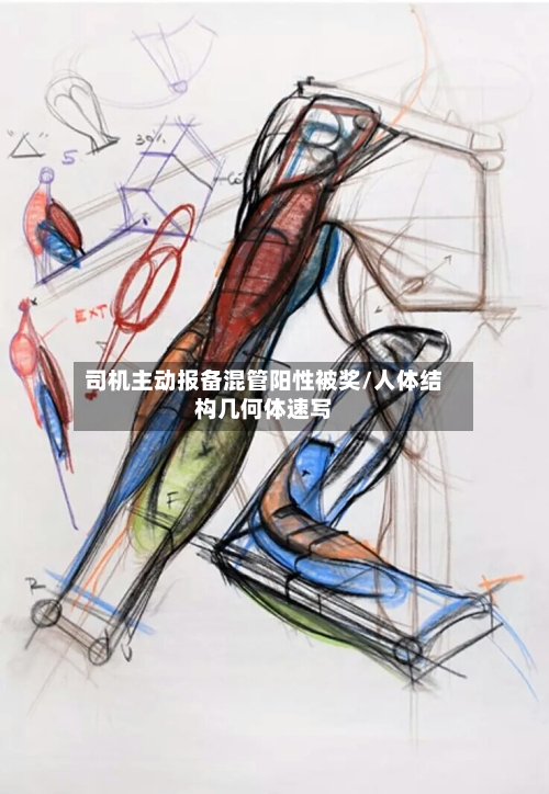 司机主动报备混管阳性被奖/人体结构几何体速写