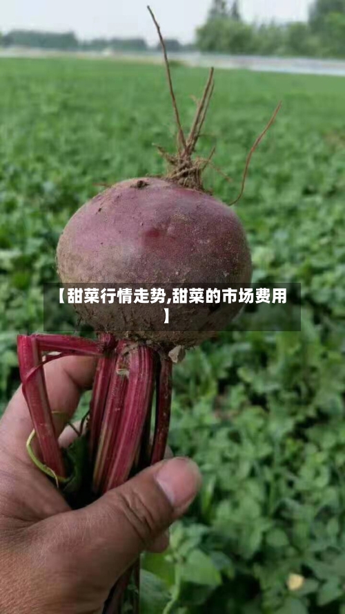 【甜菜行情走势,甜菜的市场费用】