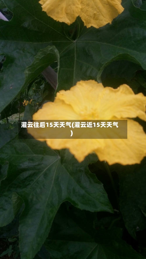 灌云往后15天天气(灌云近15天天气)