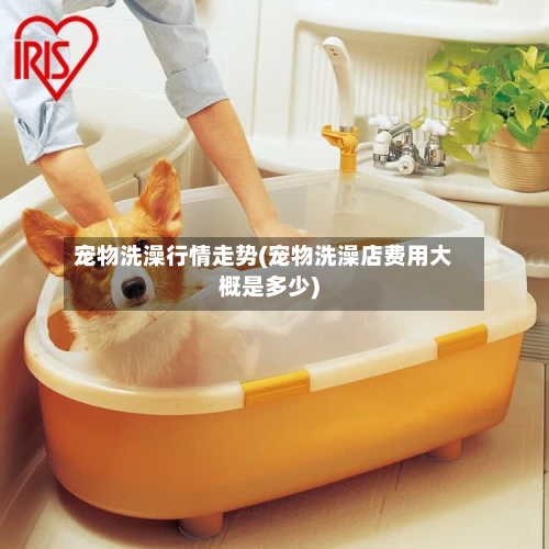 宠物洗澡行情走势(宠物洗澡店费用大概是多少)