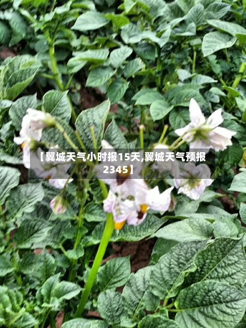 【翼城天气小时报15天,翼城天气预报2345】