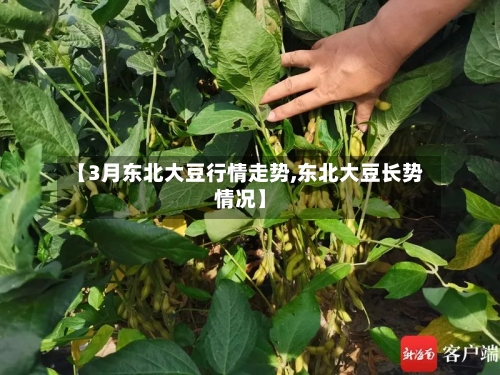 【3月东北大豆行情走势,东北大豆长势情况】
