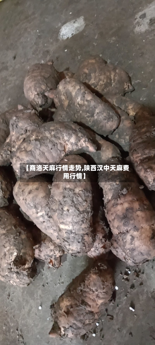 【商洛天麻行情走势,陕西汉中天麻费用行情】