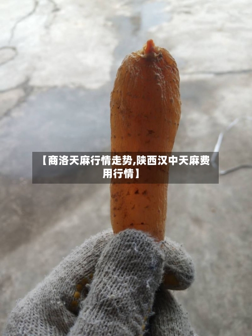 【商洛天麻行情走势,陕西汉中天麻费用行情】