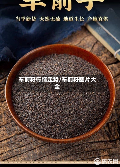 车前籽行情走势/车前籽图片大全