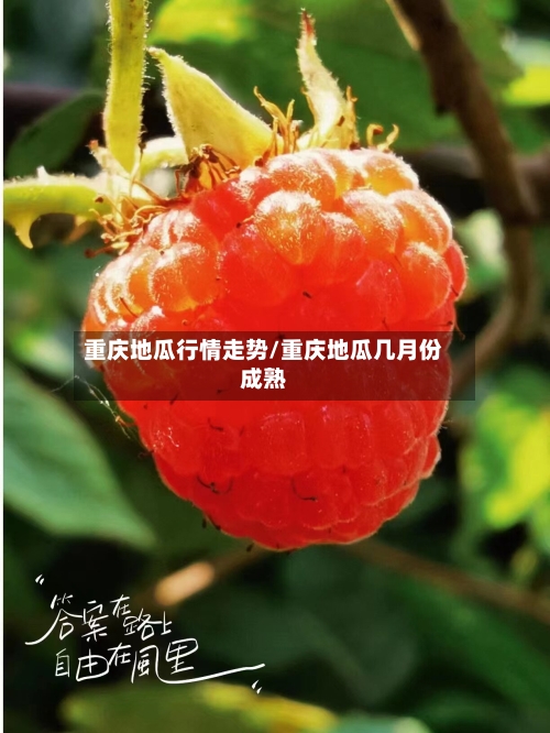 重庆地瓜行情走势/重庆地瓜几月份成熟