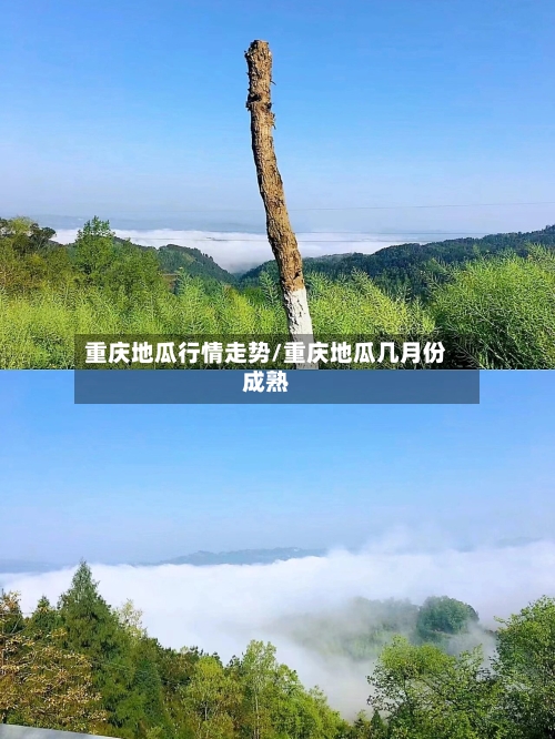 重庆地瓜行情走势/重庆地瓜几月份成熟