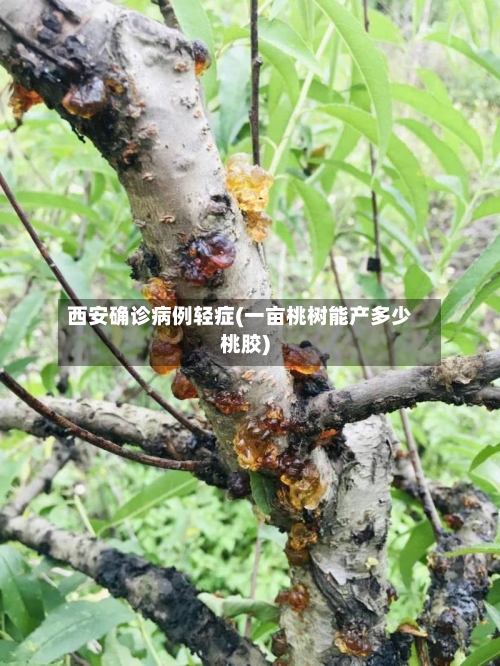 西安确诊病例轻症(一亩桃树能产多少桃胶)