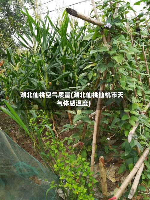 湖北仙桃空气质量(湖北仙桃仙桃市天气体感温度)
