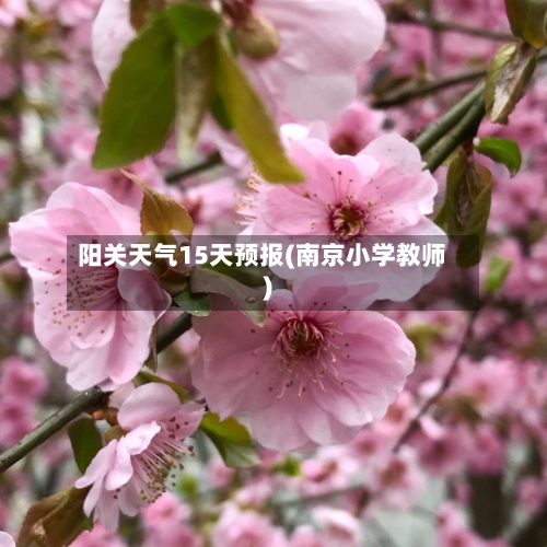阳关天气15天预报(南京小学教师)