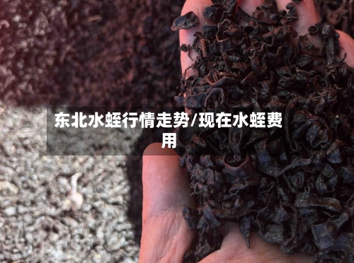 东北水蛭行情走势/现在水蛭费用