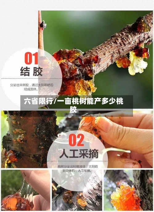 六省限行/一亩桃树能产多少桃胶
