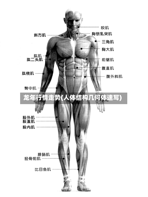 龙年行情走势(人体结构几何体速写)