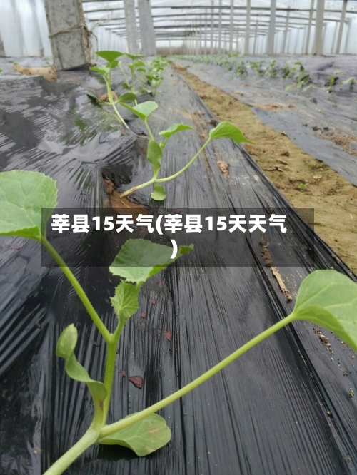 莘县15天气(莘县15天天气)