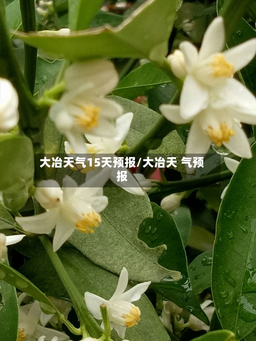 大冶天气15天预报/大冶天 气预报