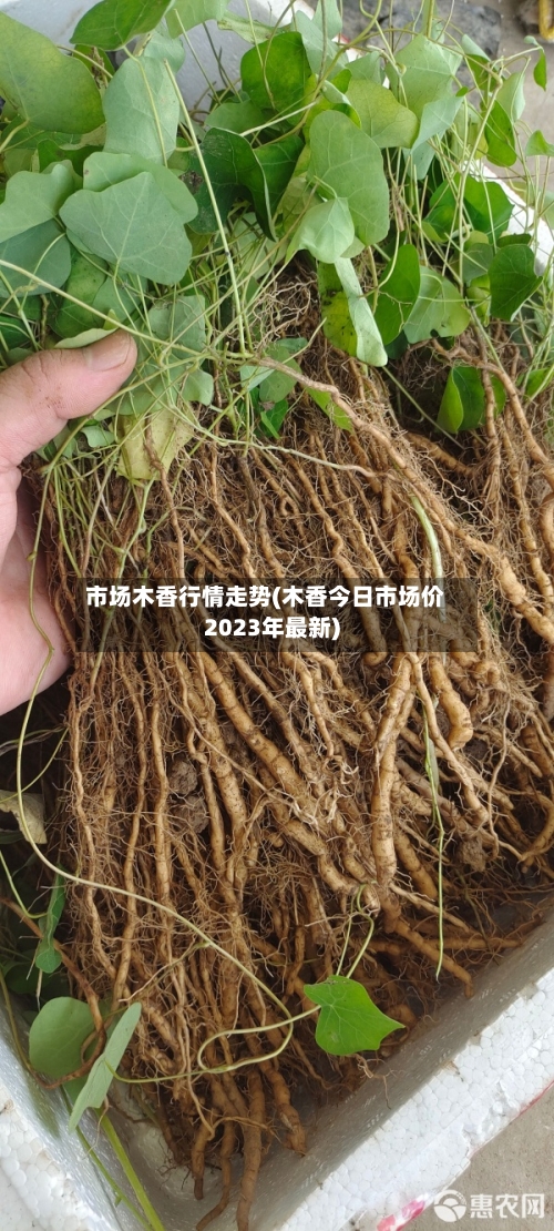 市场木香行情走势(木香今日市场价2023年最新)