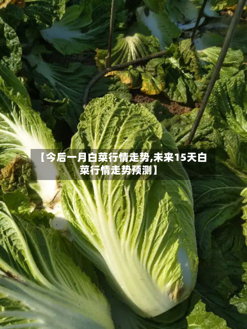 【今后一月白菜行情走势,未来15天白菜行情走势预测】