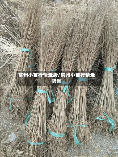 常州小苗行情走势/常州小苗行情走势图