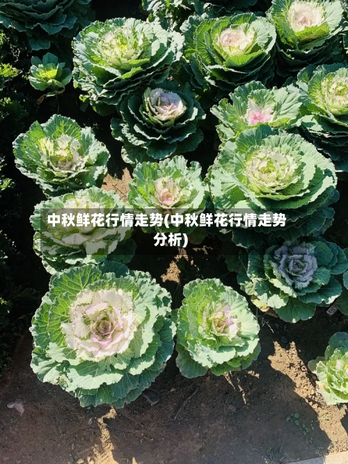中秋鲜花行情走势(中秋鲜花行情走势分析)