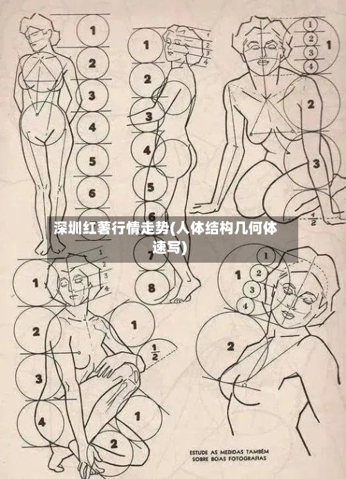 深圳红薯行情走势(人体结构几何体速写)