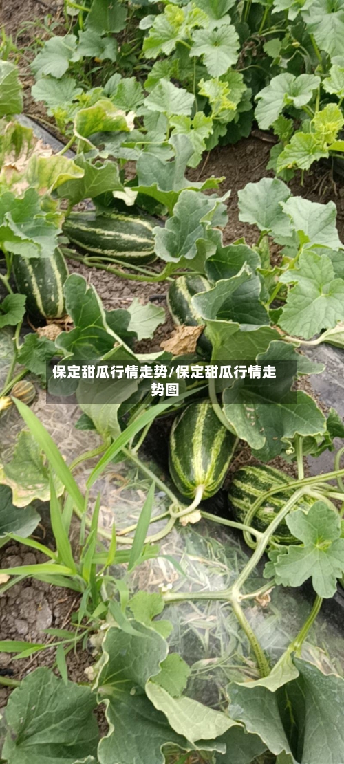 保定甜瓜行情走势/保定甜瓜行情走势图