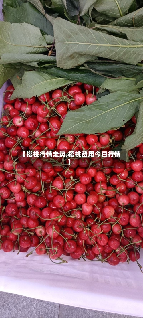 【樱桃行情走势,樱桃费用今日行情】