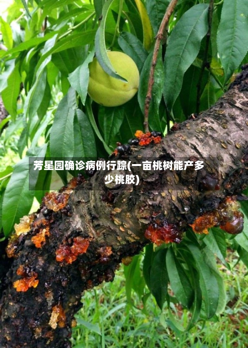 芳星园确诊病例行踪(一亩桃树能产多少桃胶)