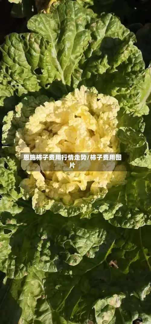 恩施柿子费用行情走势/柿子费用图片