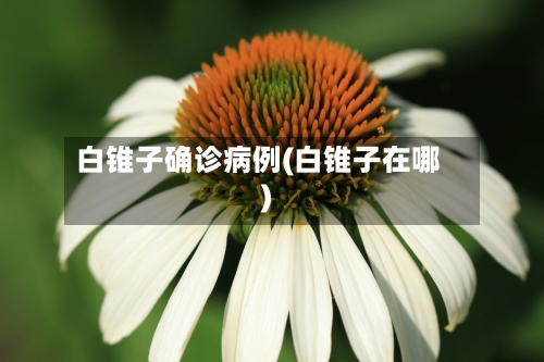 白锥子确诊病例(白锥子在哪)