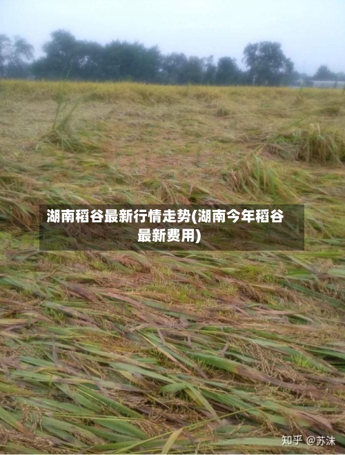 湖南稻谷最新行情走势(湖南今年稻谷最新费用)