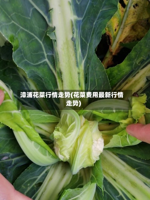 漳浦花菜行情走势(花菜费用最新行情走势)
