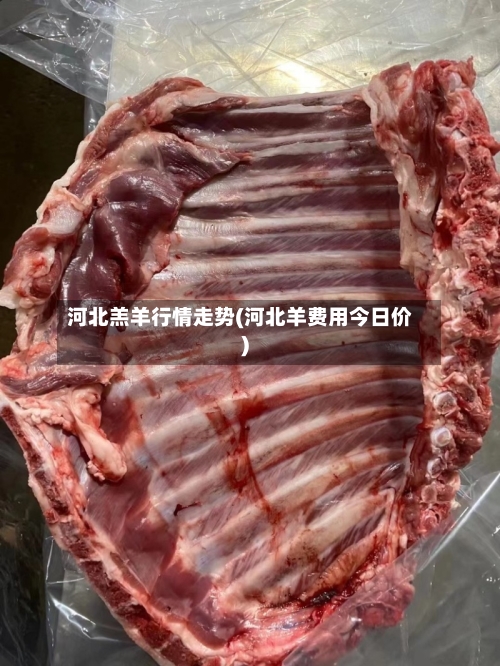 河北羔羊行情走势(河北羊费用今日价)