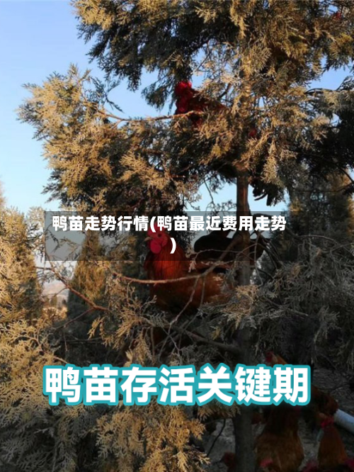 鸭苗走势行情(鸭苗最近费用走势)