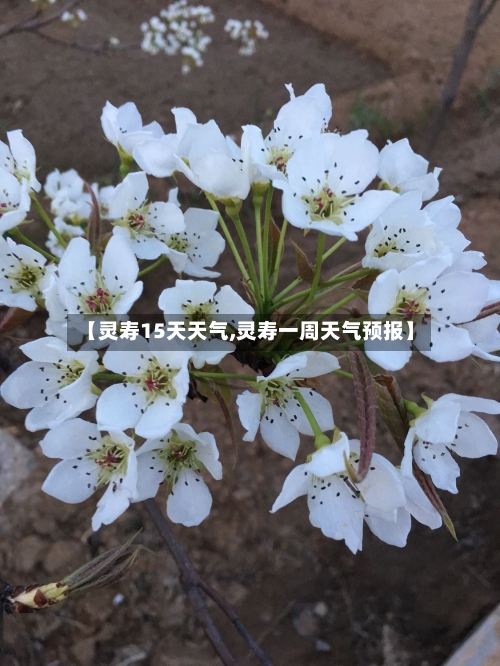 【灵寿15天天气,灵寿一周天气预报】