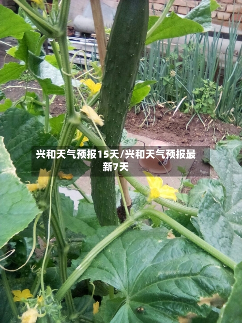 兴和天气预报15天/兴和天气预报最新7天