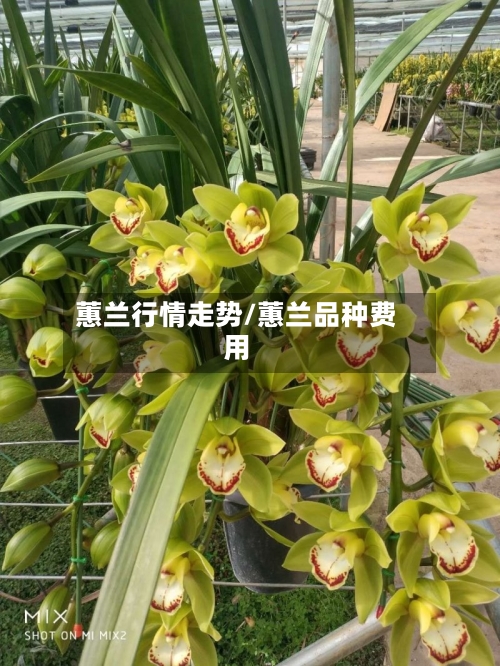 蕙兰行情走势/蕙兰品种费用