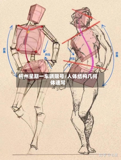 杭州星期一车辆限号/人体结构几何体速写