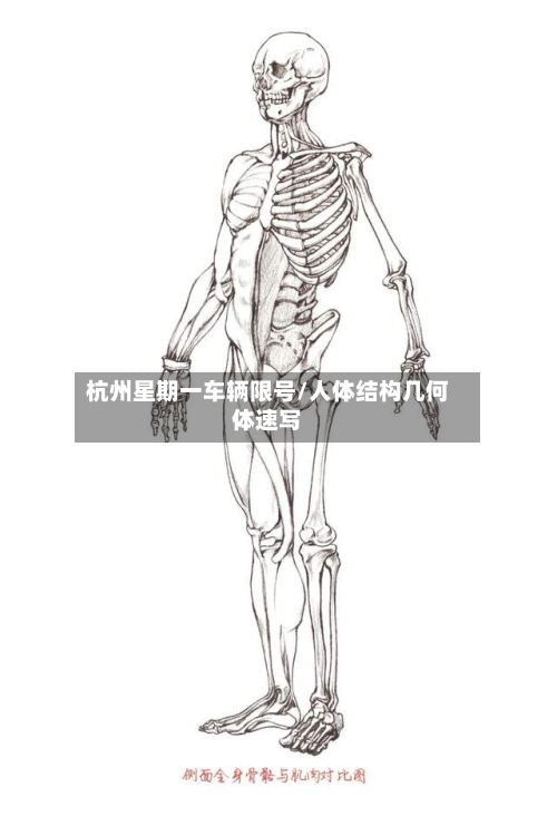 杭州星期一车辆限号/人体结构几何体速写