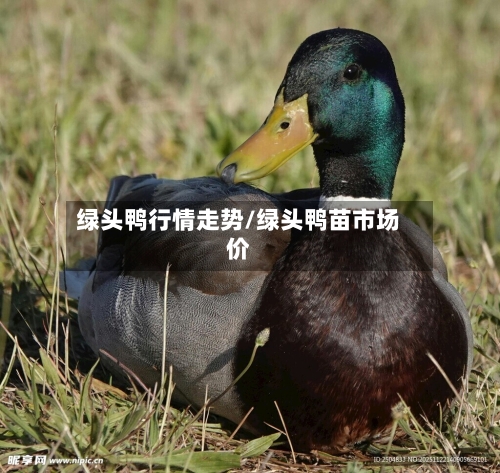 绿头鸭行情走势/绿头鸭苗市场价