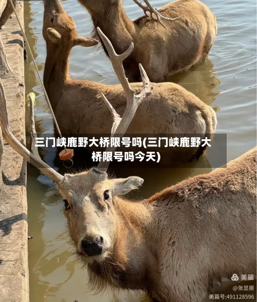 三门峡鹿野大桥限号吗(三门峡鹿野大桥限号吗今天)
