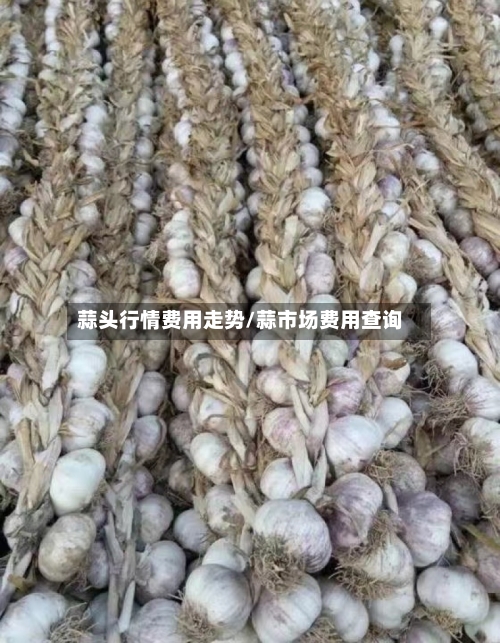 蒜头行情费用走势/蒜市场费用查询