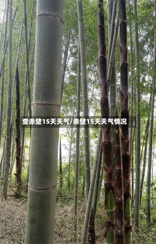 查赤壁15天天气/赤壁15天天气情况