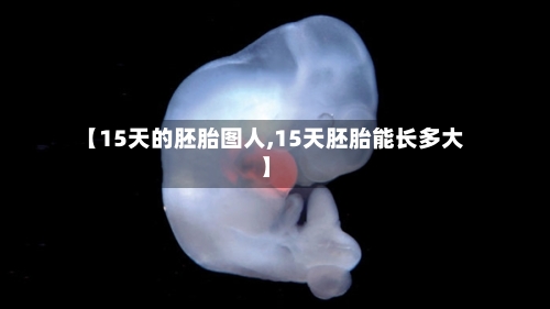 【15天的胚胎图人,15天胚胎能长多大】