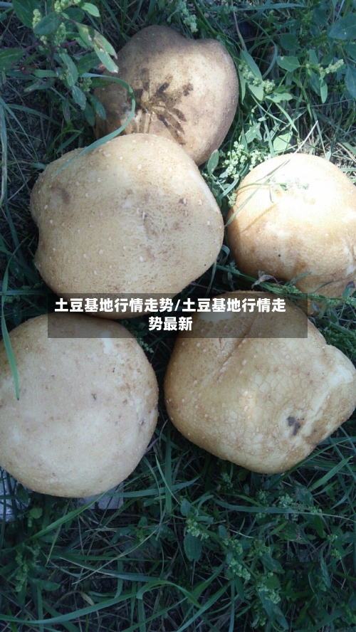 土豆基地行情走势/土豆基地行情走势最新