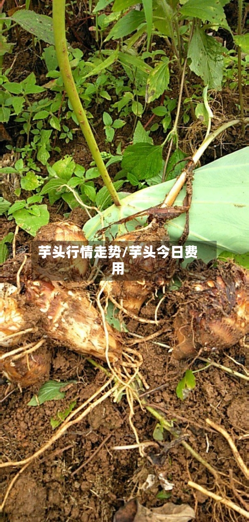芋头行情走势/芋头今日费用