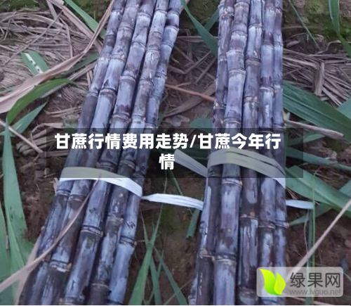 甘蔗行情费用走势/甘蔗今年行情