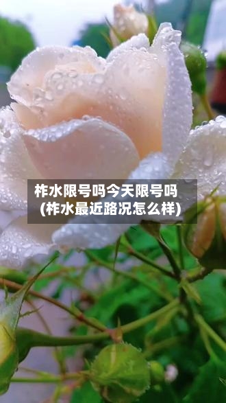 柞水限号吗今天限号吗(柞水最近路况怎么样)
